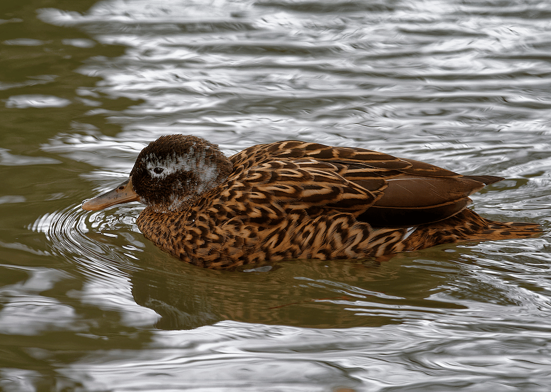 Hawaii: Laysan Duck