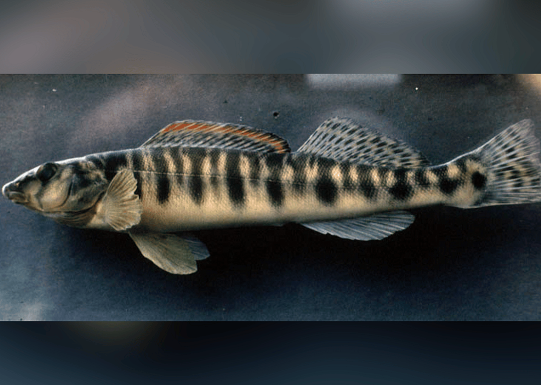Georgia: Conasauga logperch