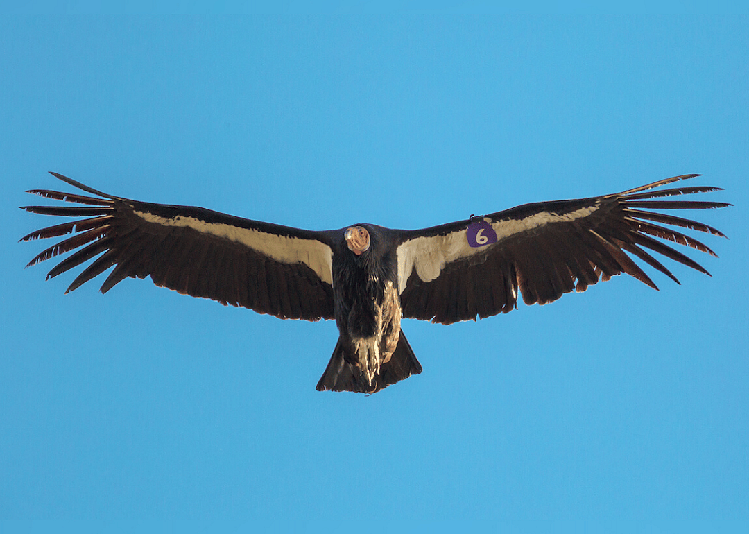 California: California Condor