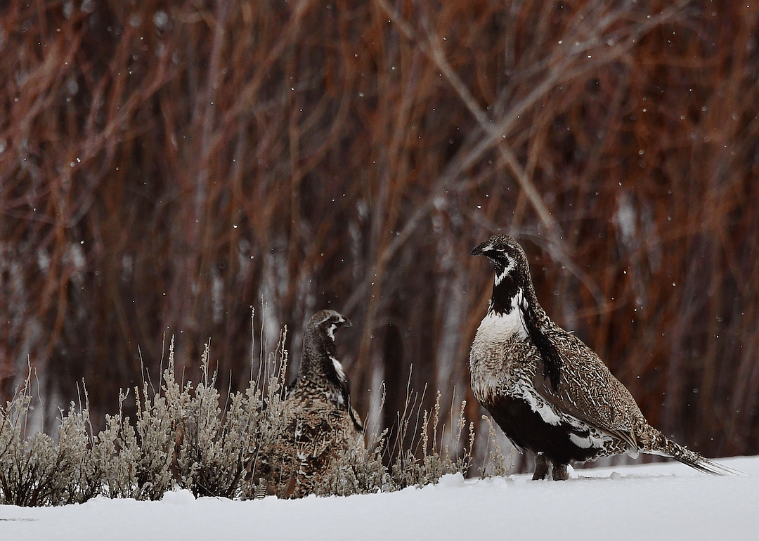Colorado: Gunnison sage-grouse