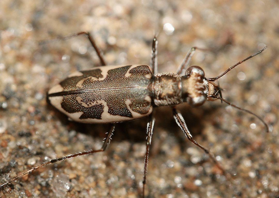 Connecticut: Puritan tiger beetle