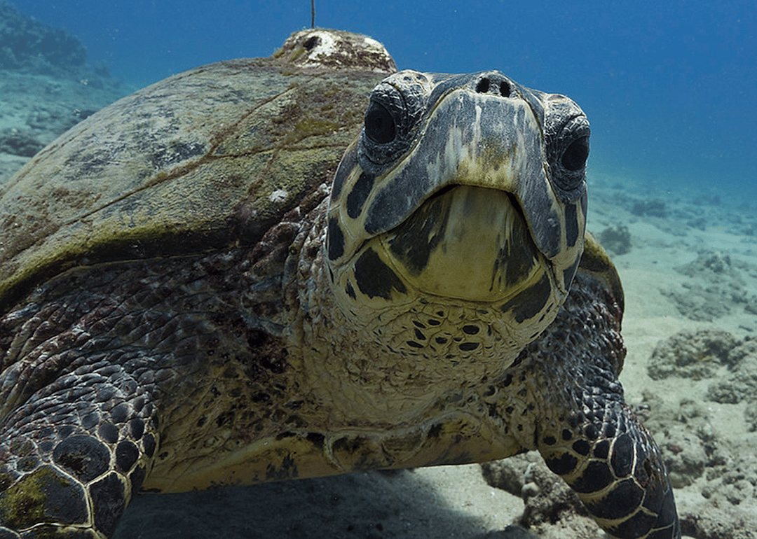 Delaware: Hawksbill sea turtle