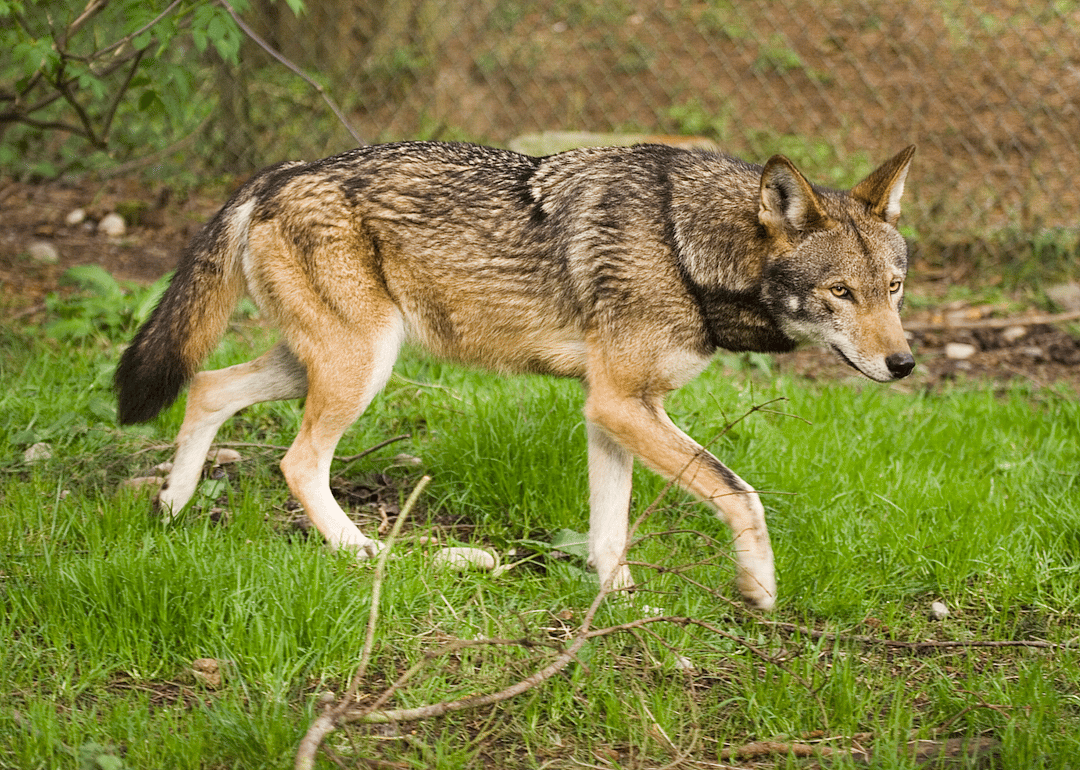 Florida: Red wolf