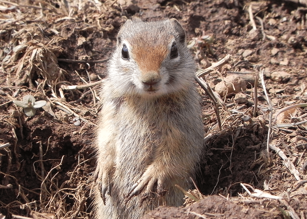 Idaho: Northern Idaho Ground Squirrel