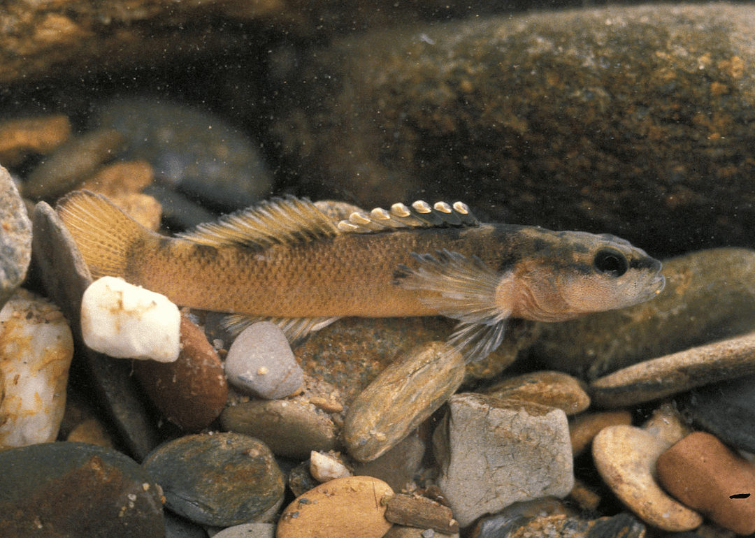 Kentucky: Duskytail darter