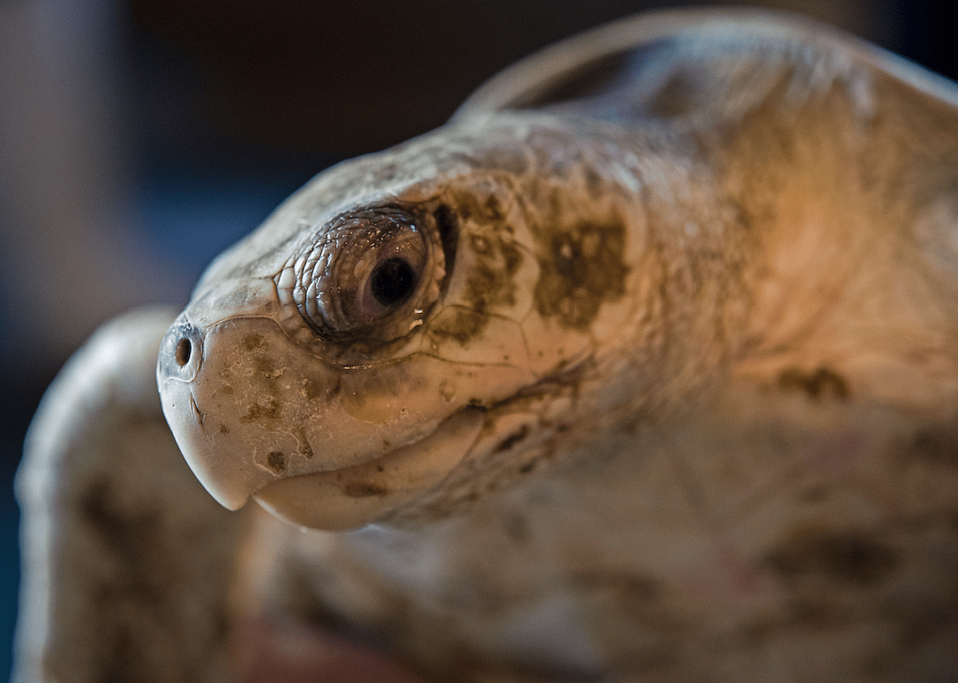 Louisiana: Kemp's Ridley sea turtle