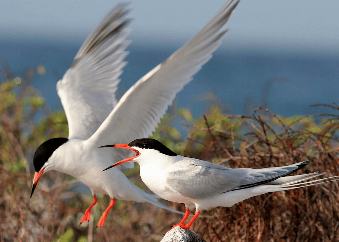 Maine: Roseate tern