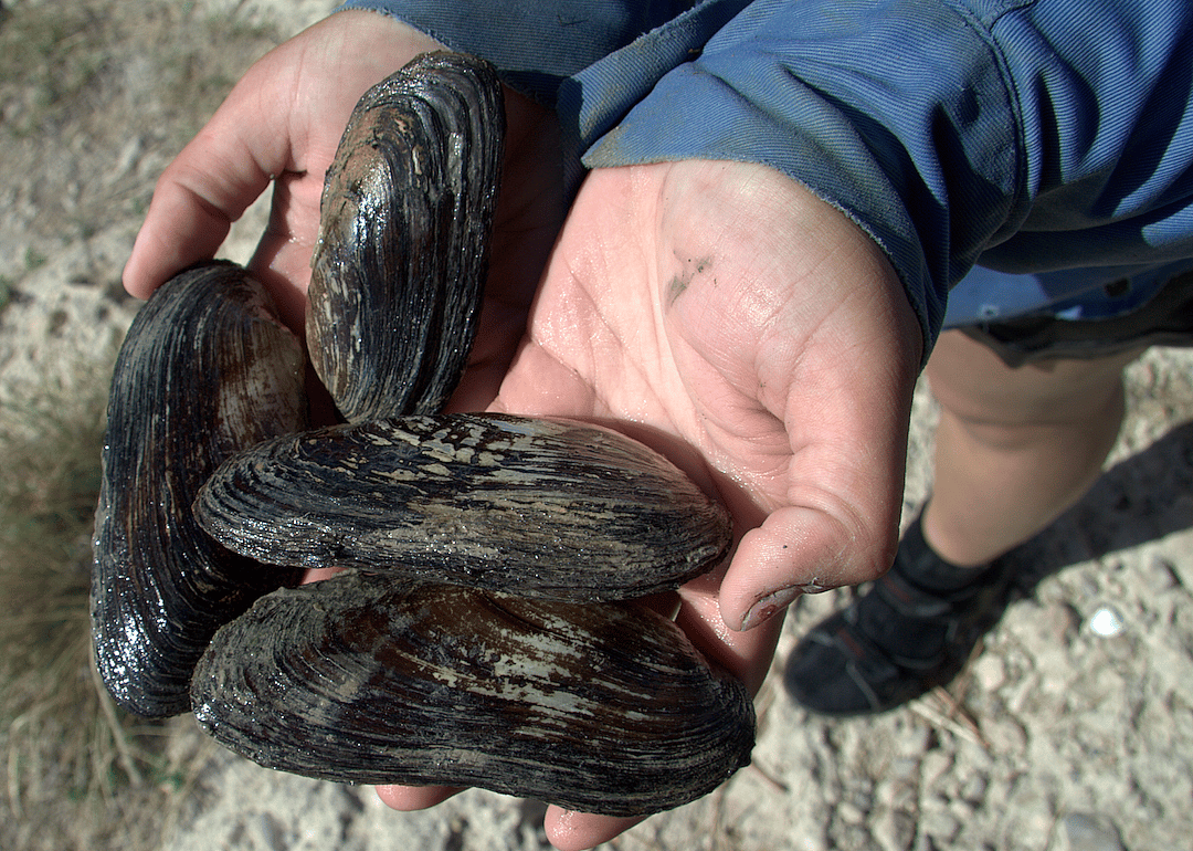 Texas: Texas hornshell