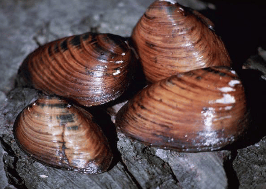 Michigan: Clubshell