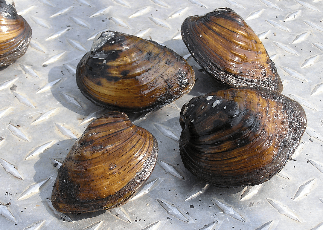 Minnesota: Sheepnose mussel