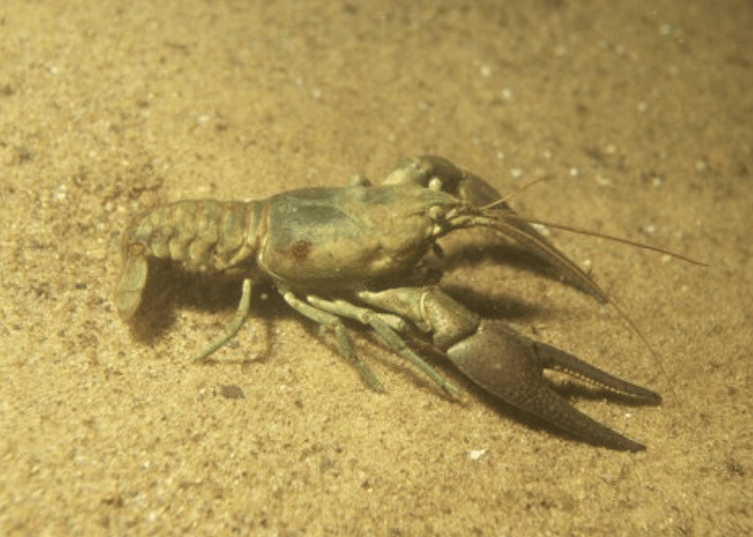 Missouri: Benton County cave crayfish