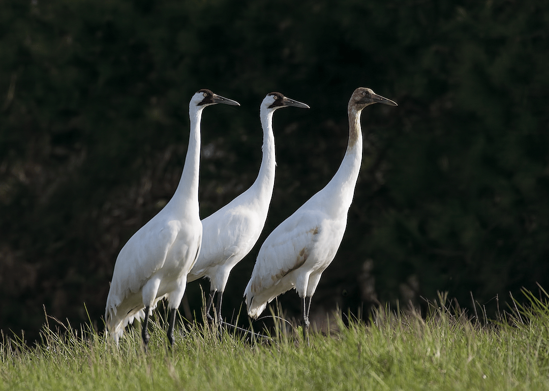 Montana: Whooping crane
