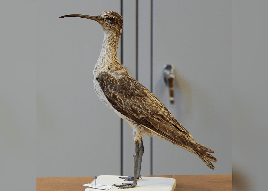 Nebraska: Eskimo curlew