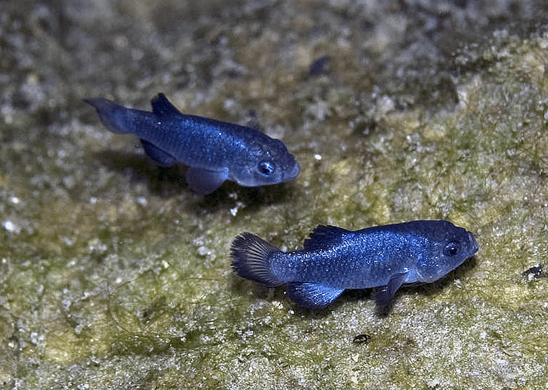 Nevada: Devils Hole pupfish