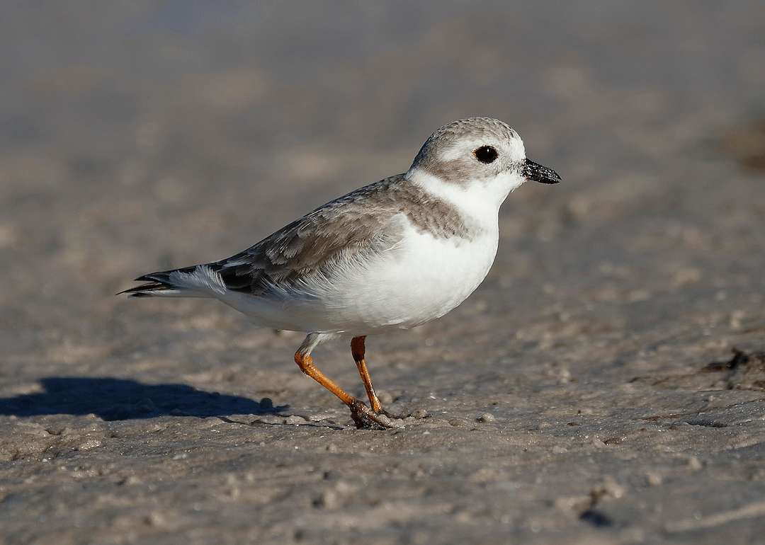 New Hampshire: Piping plover