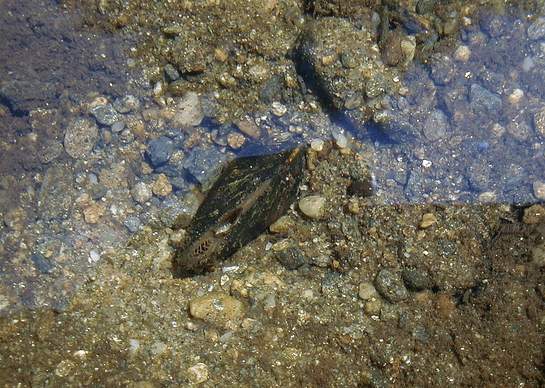 New Jersey: Dwarf wedgemussel