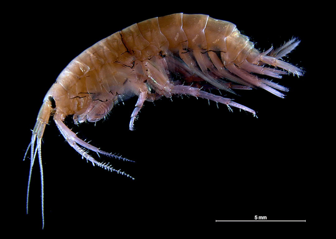 New Mexico: Noel's amphipod