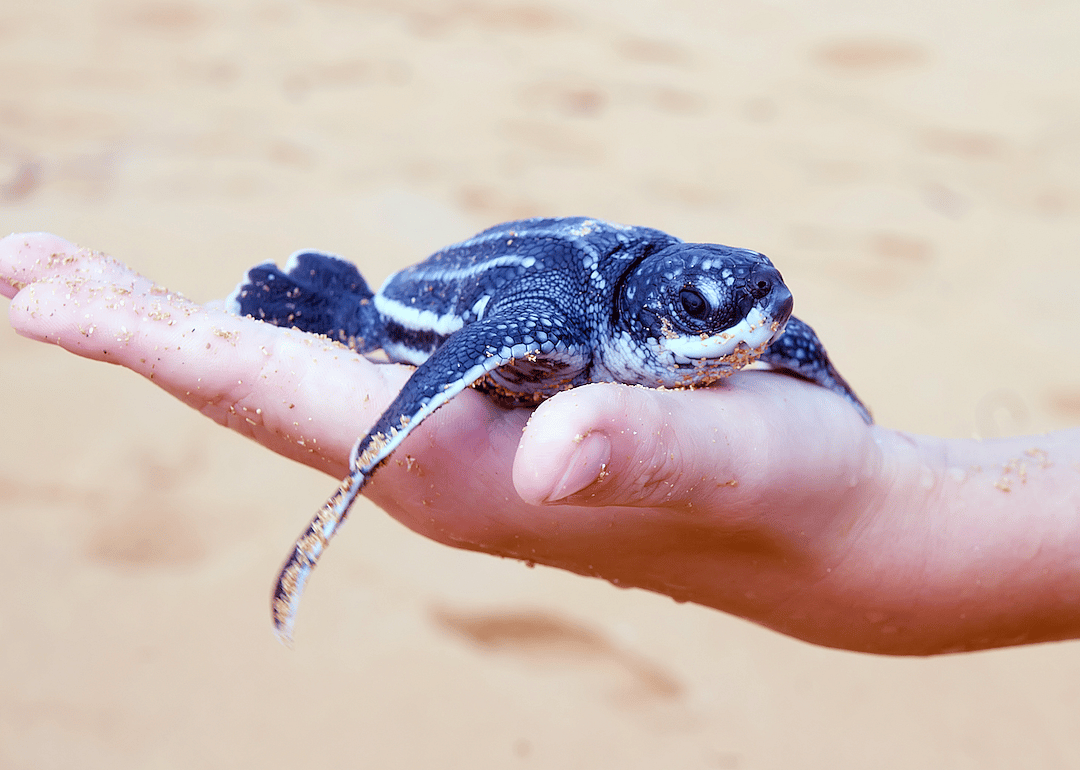 Massachusetts: Leatherback sea turtle
