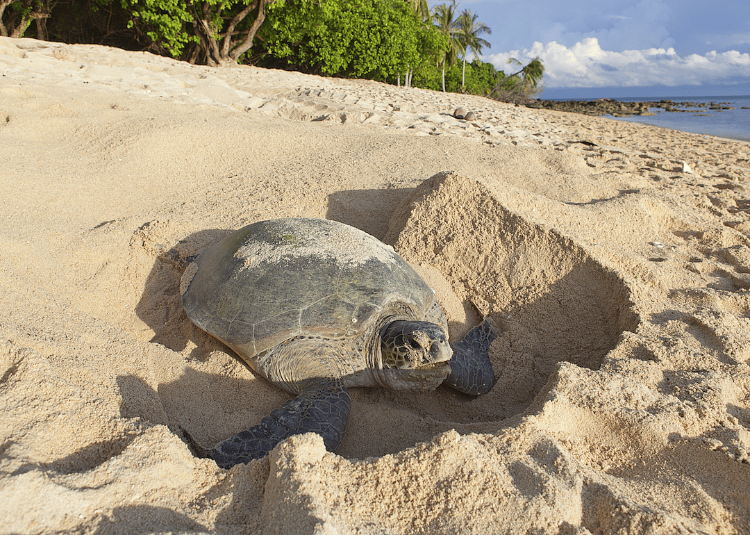 North Carolina: Green sea turtle