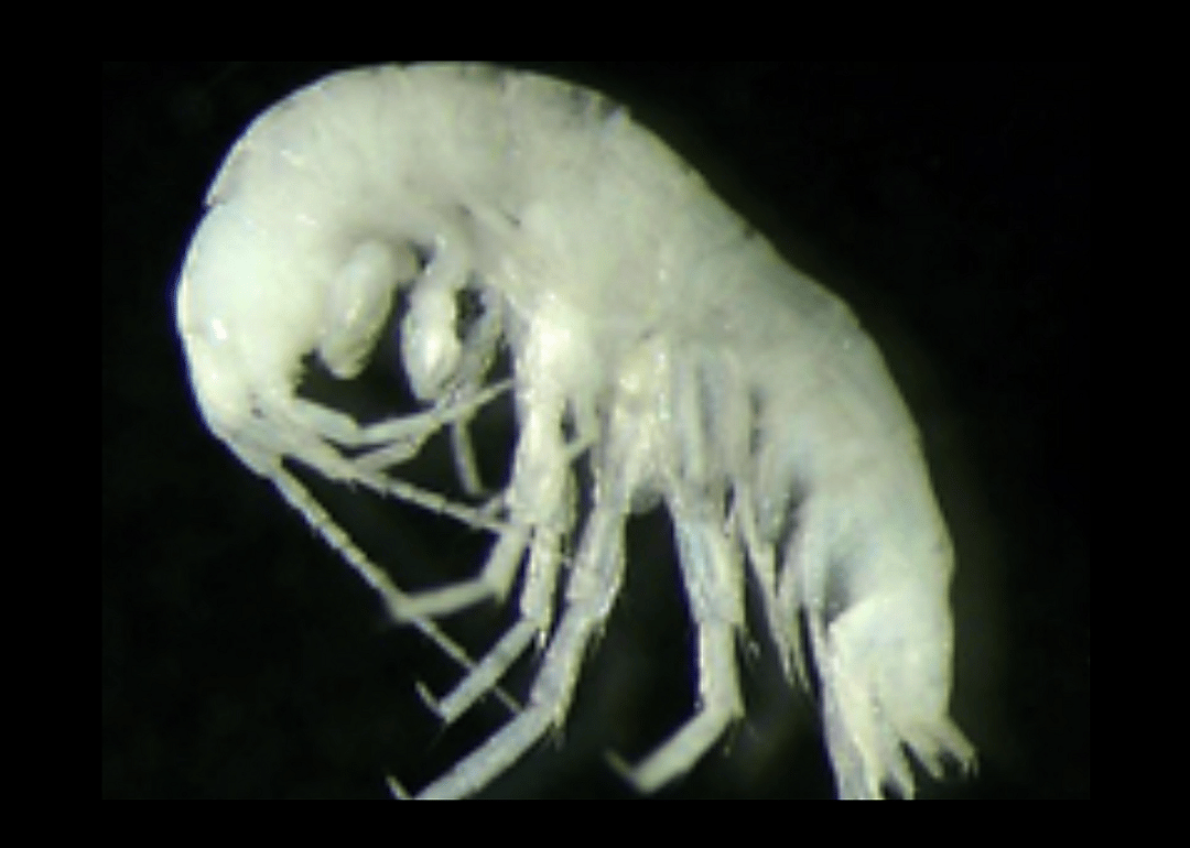 Maryland: Hay's spring amphipod