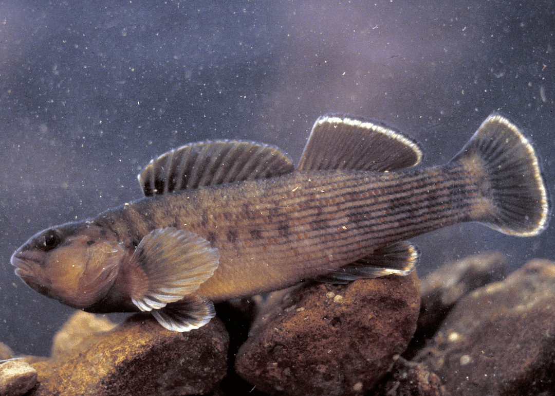 Mississippi: Bayou darter