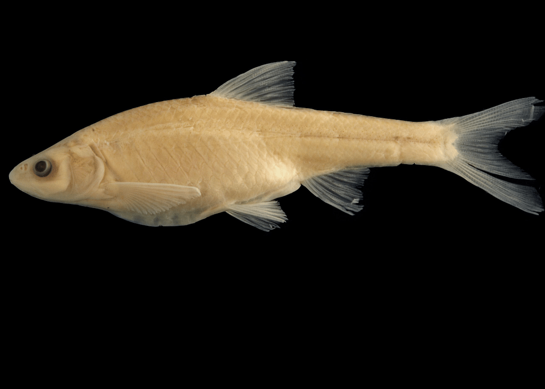 Oklahoma: Arkansas River shiner