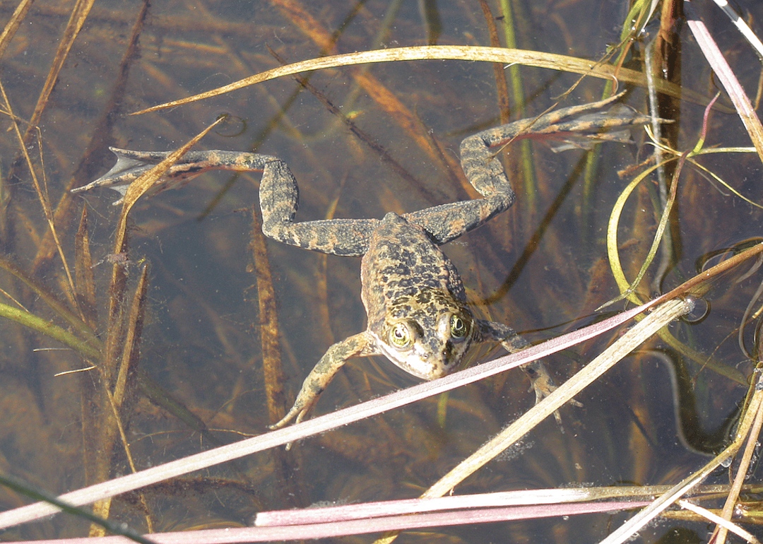 Oregon: Oregon spotted frog