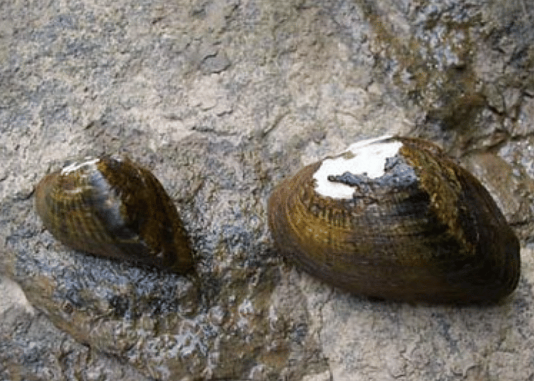 Pennsylvania: Snuffbox mussel