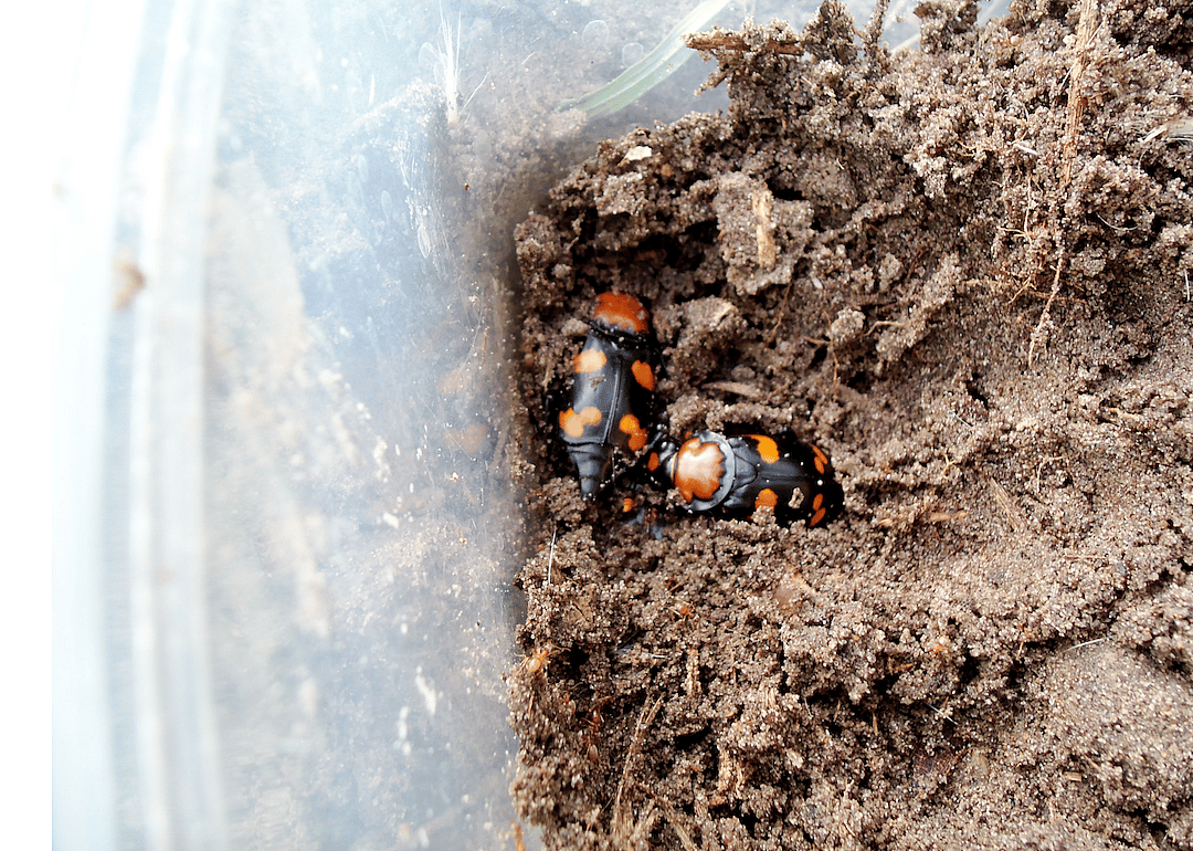 Rhode Island: American burying beetle