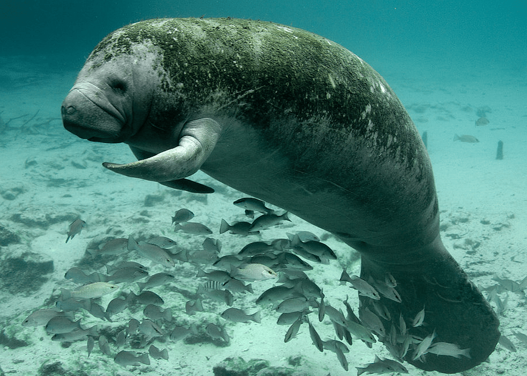 South Carolina: West Indian manatee