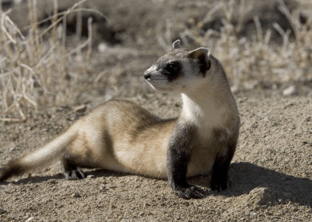 South Dakota: Black-footed ferret