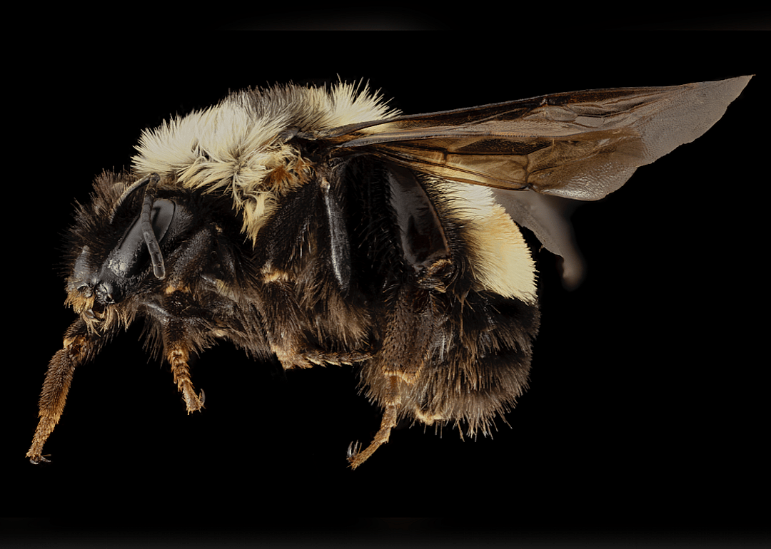Vermont: Rusty patched bumble bee