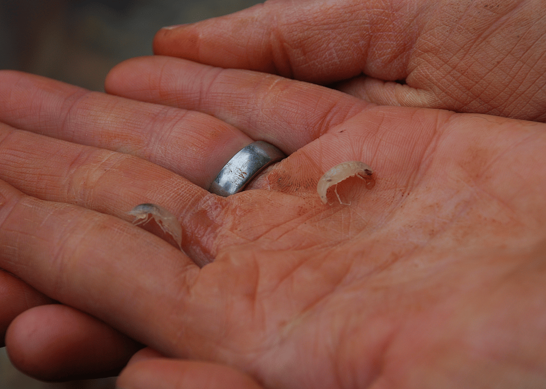 Virginia: Madison Cave isopod