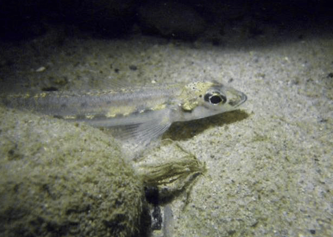 West Virginia: Diamond darter