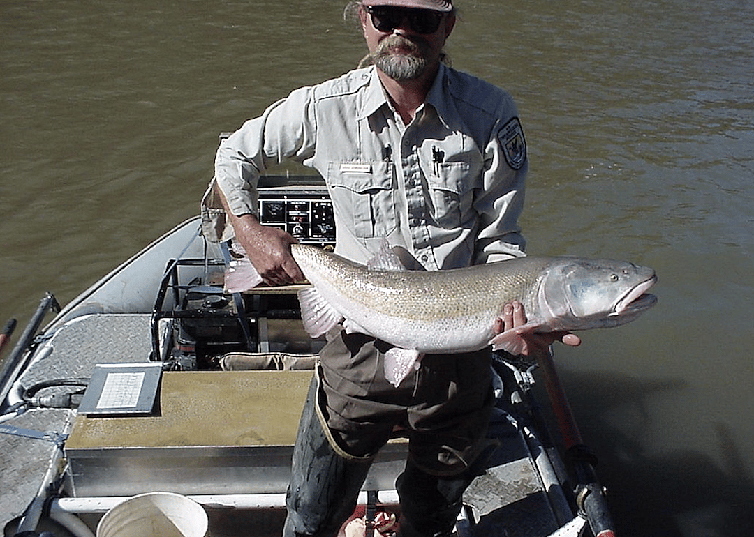 Wyoming: Colorado pikeminnow
