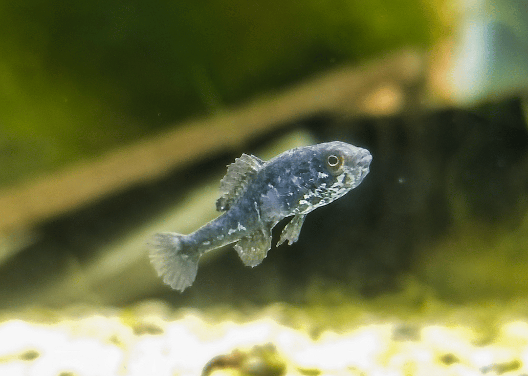 Alabama: Spring pygmy sunfish