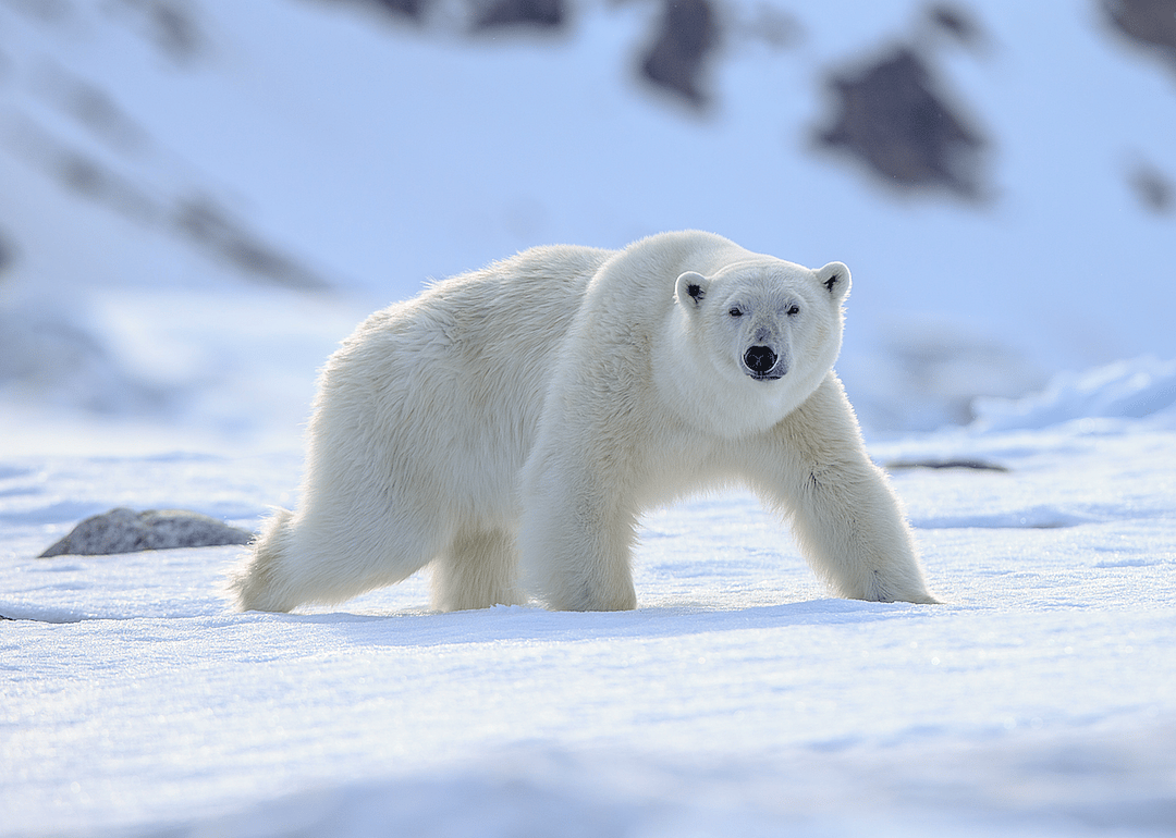 Alaska: Polar bear