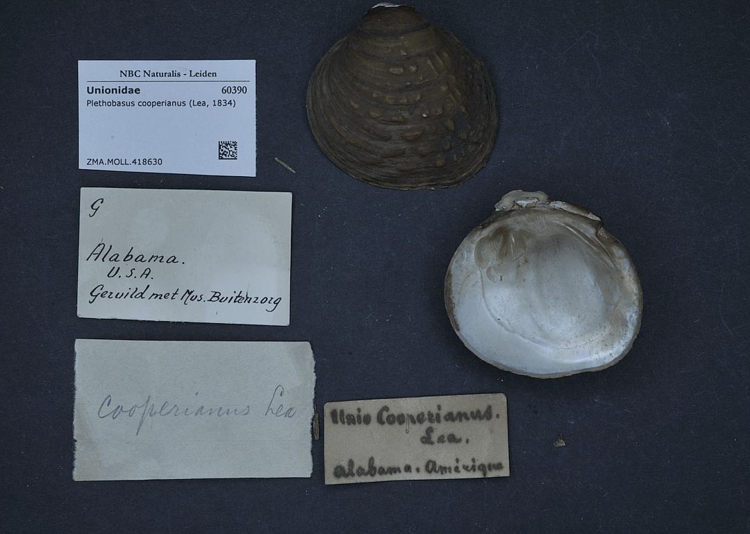 Illinois: Orangefoot pimpleback (pearlymussel)