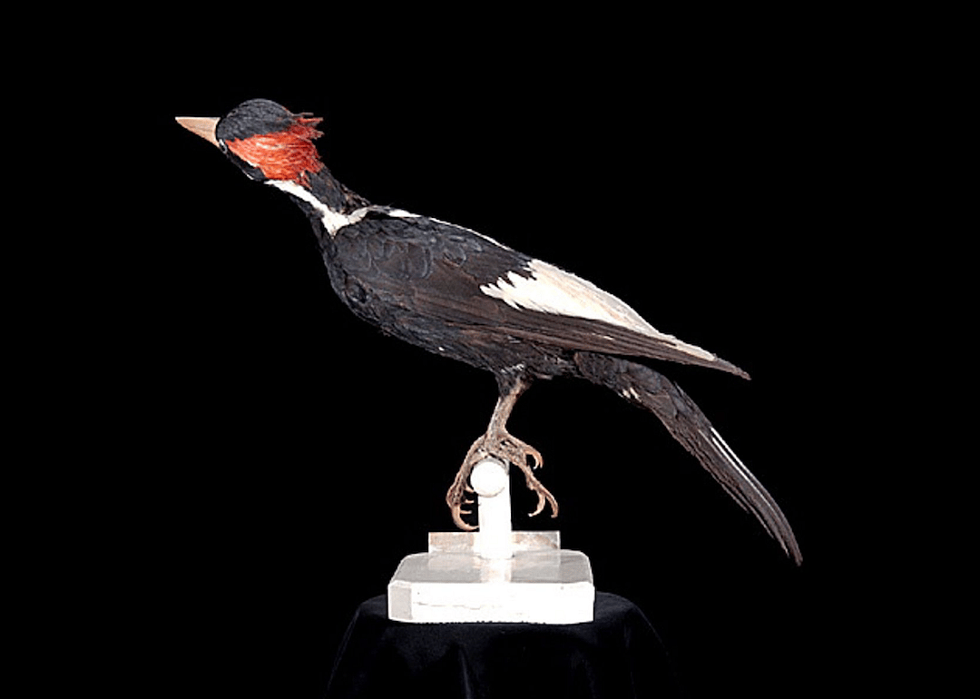 Arkansas: Ivory-billed woodpecker
