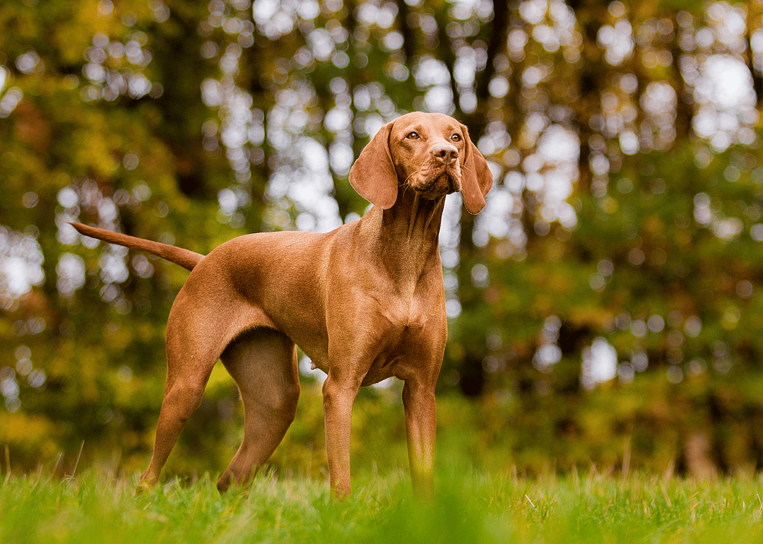 #8. Vizsla