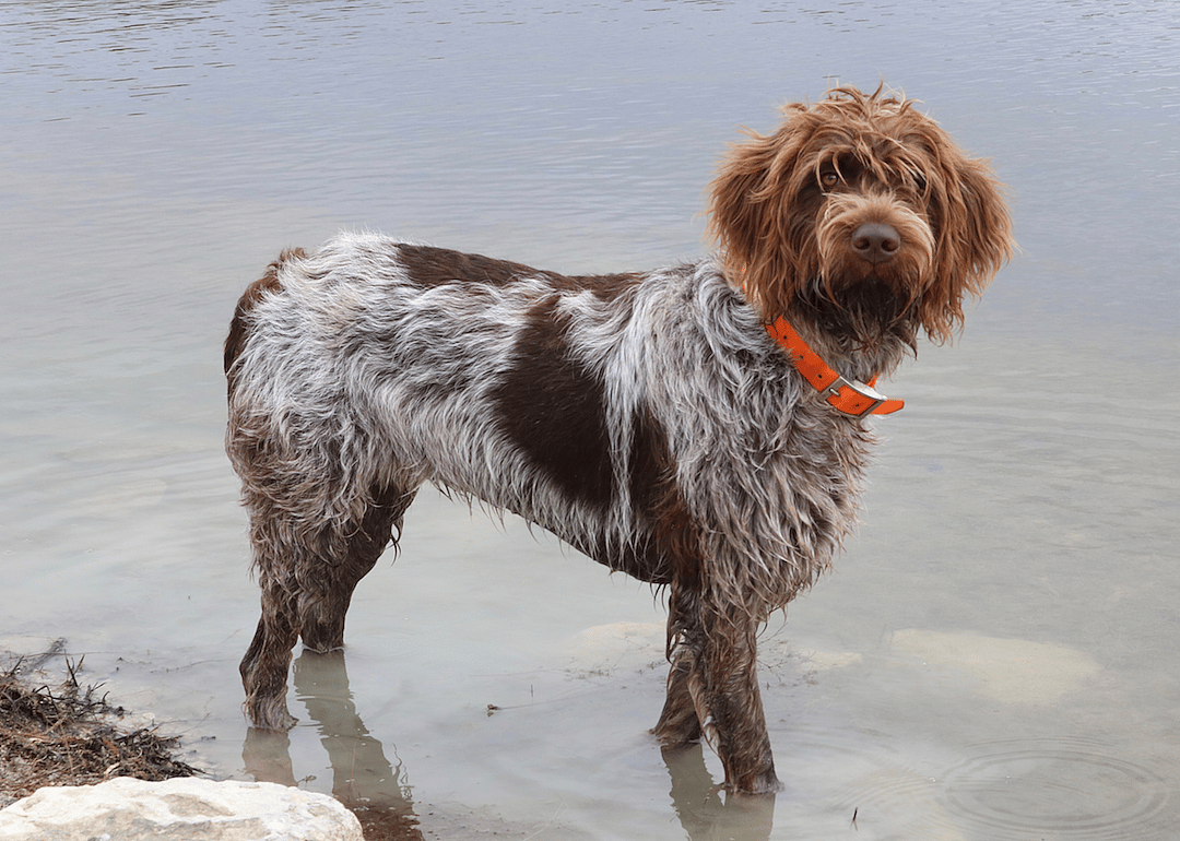 #13. Wirehaired Pointing Griffon