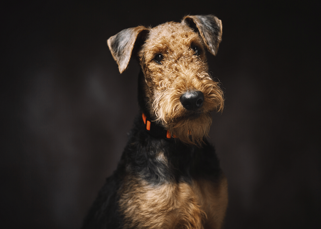 #15. Airedale terrier
