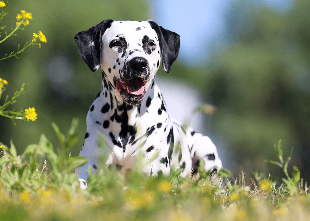 #10. Dalmatian