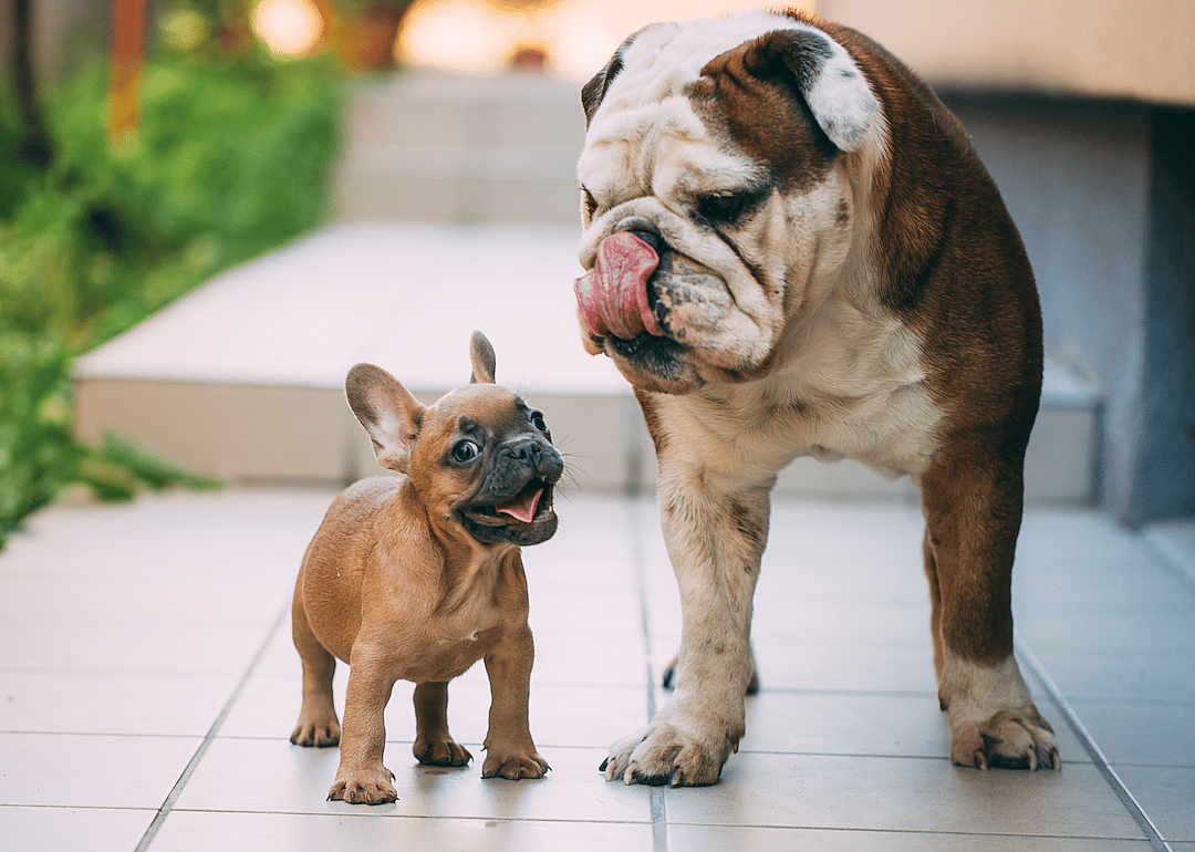 #2. Bulldog