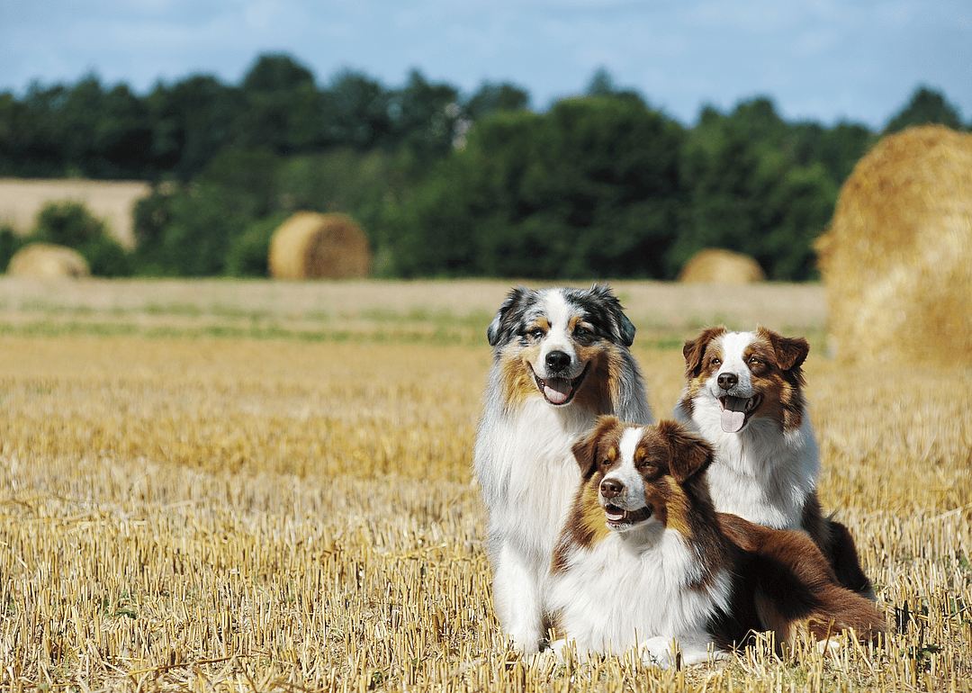 #3. Australian shepherd