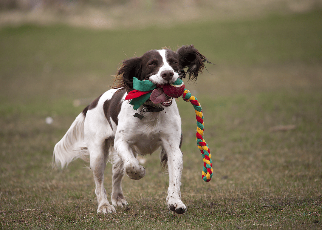 #5. English springer spaniel