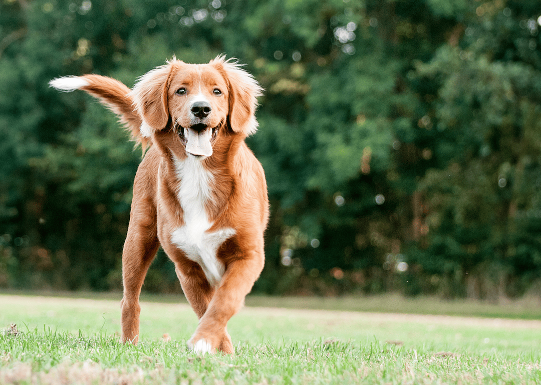 #17. Nova Scotia duck tolling retriever