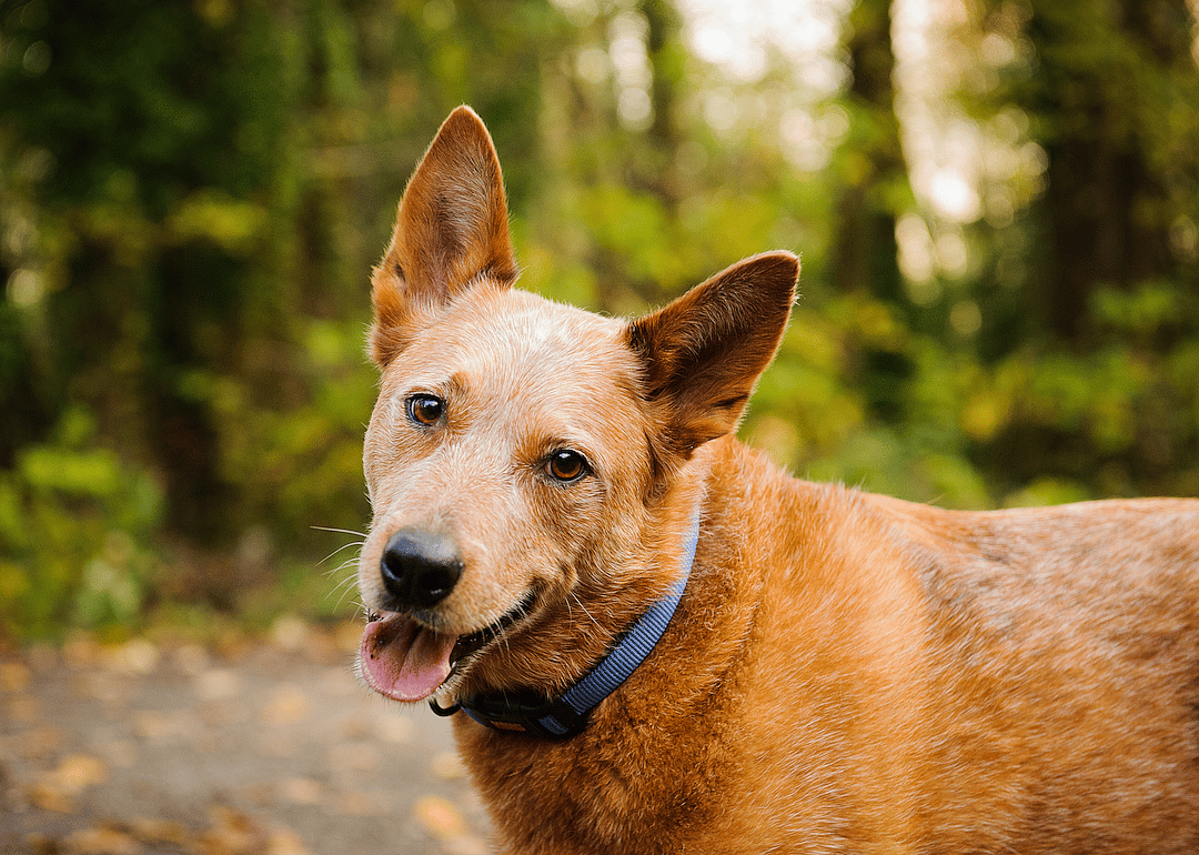 #11. Australian cattle dog