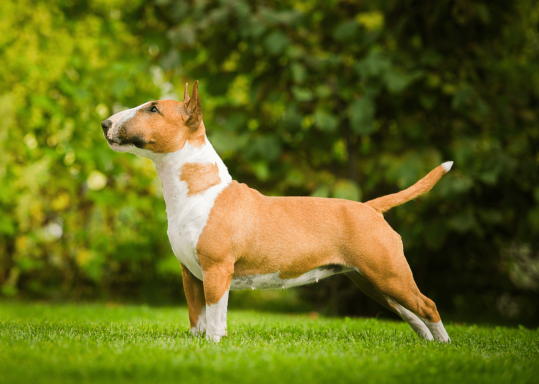 #18. Bull terrier