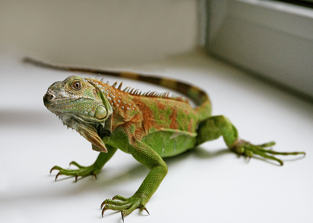 #15. Lizard